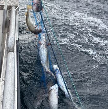 Main Image Commercial fishing - Nets