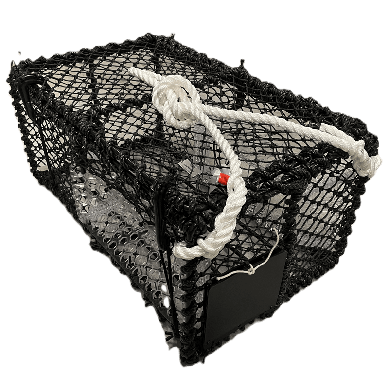 Kamskjellteine 10,5kg